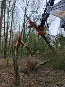 Déracine et arbre mort réalisation Abord-age